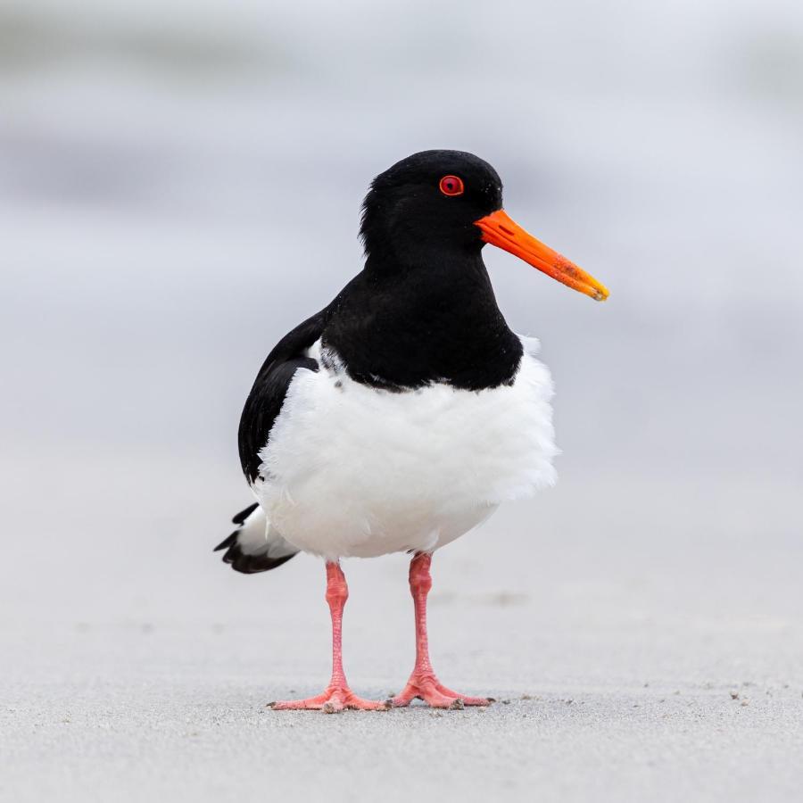 The Oystercatcher At The Bay, ファイリー エクステリア 写真